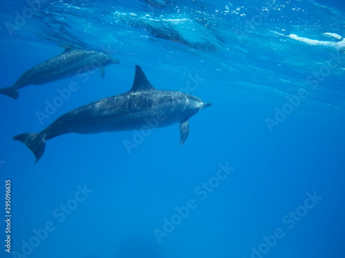 Swimming with dolphins in the wild at Dolphin house Sataya reef © Ted91