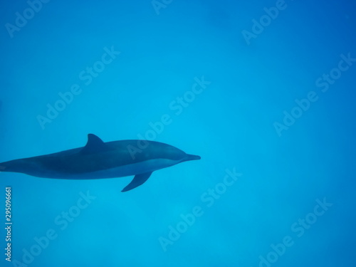 Swimming with dolphins in the wild at Dolphin house Sataya reef