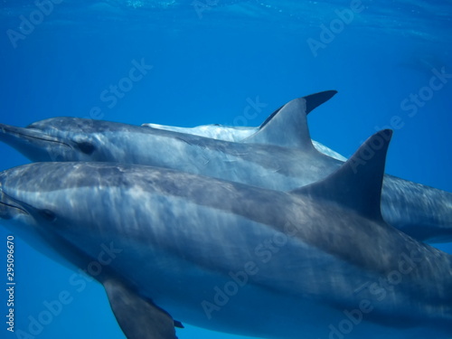 Swimming with dolphins in the wild at Dolphin house Sataya reef