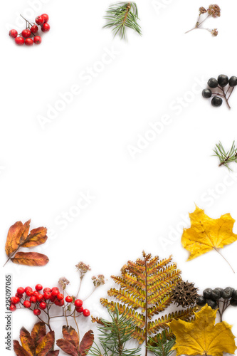 Autumn composition. branches, dried leaves, berries on white background. Autumn, fall concept. Flat lay, top view