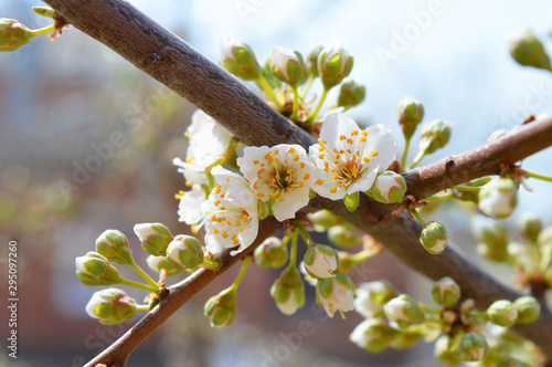 Macro apricot blossom