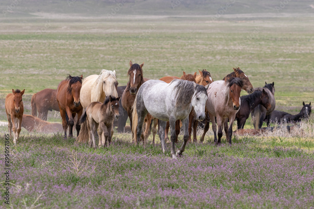 Beautiful Wild Horses i t he Utah Desert in Spring Beautiful Wild Horses i t he Utah Desert in Spring
