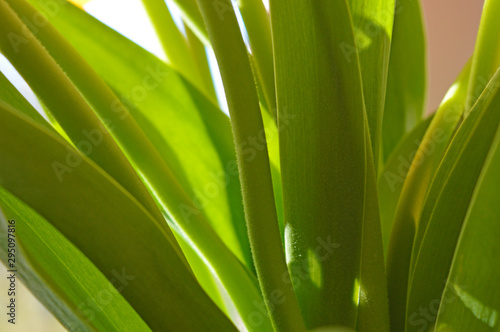 Abstract background of green leaves of tulips