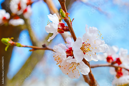 Macro apricot blossom