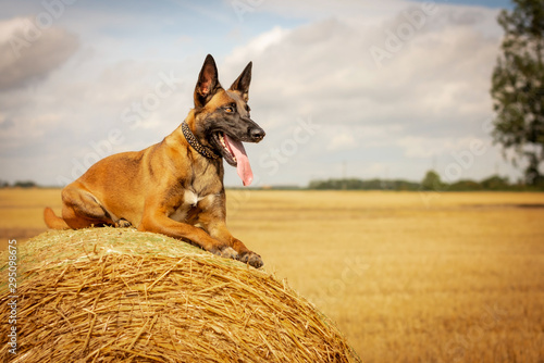 Belgian Malinois Dog Laying on Straw Bale photo