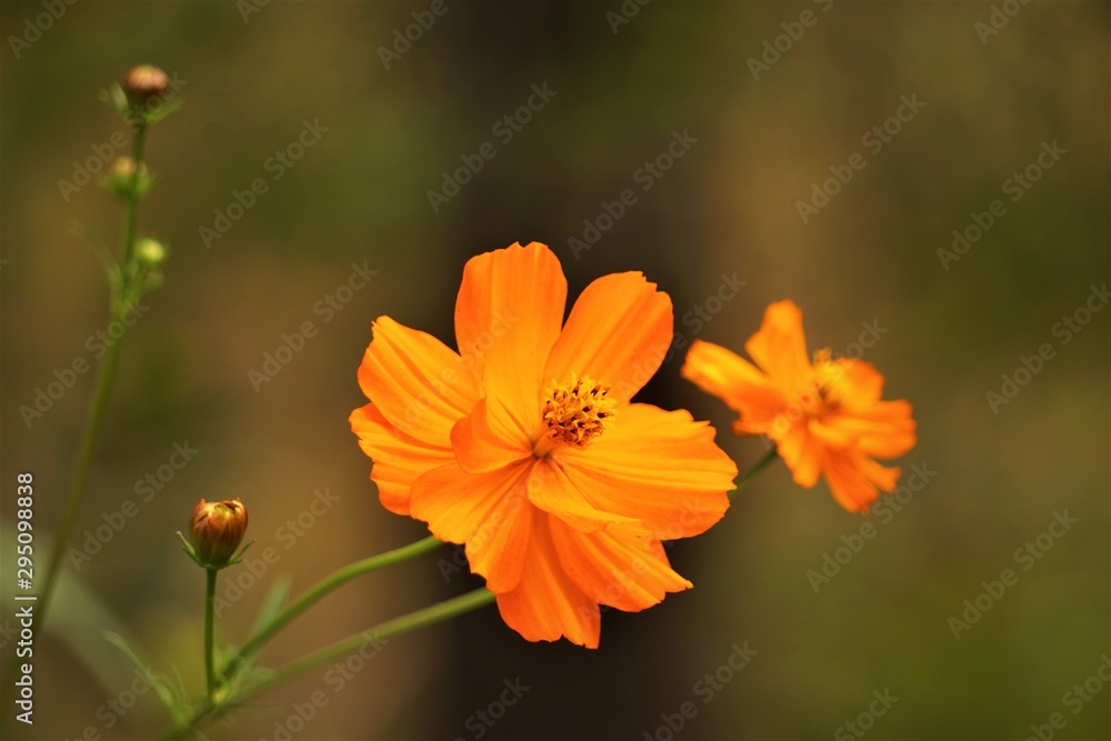 Pretty yellow cosmos flower (Cosmos bipinnatus) on soft focus green garden background, Autumn in GA USA. Pretty yellow cosmos flower (Cosmos bipinnatus) on soft focus green garden background, Autumn in GA USA.