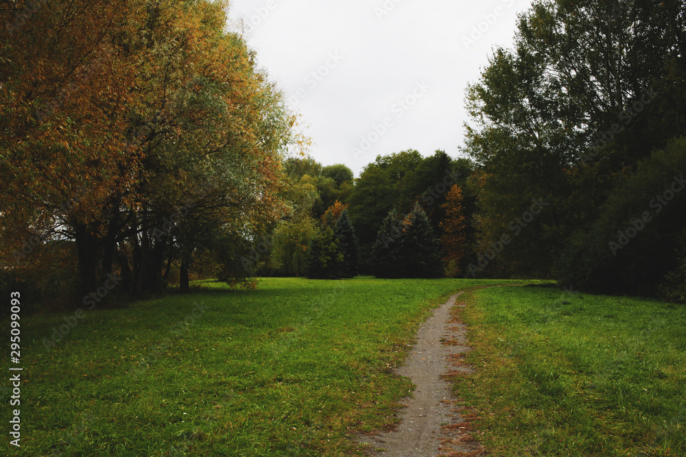 Autumn forest outdoors scenery photo of wood