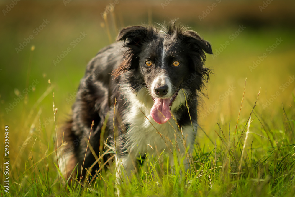 Happy Black and White Border Collie Dog in Grass Meadow