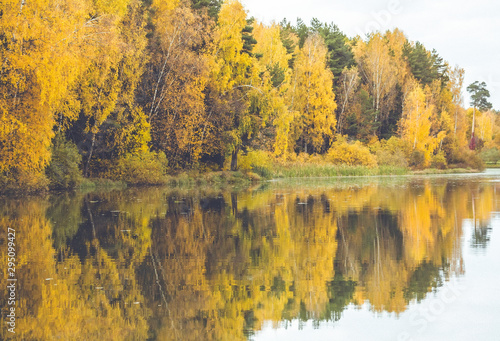 Fototapeta Naklejka Na Ścianę i Meble -  Nature river shore in gold autumn in Moscow region in october