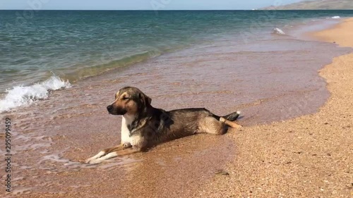 Cute dog lying at the very edge of the water on the  sandy sea beach takes a sea bath. A wave swirls around the dog.
