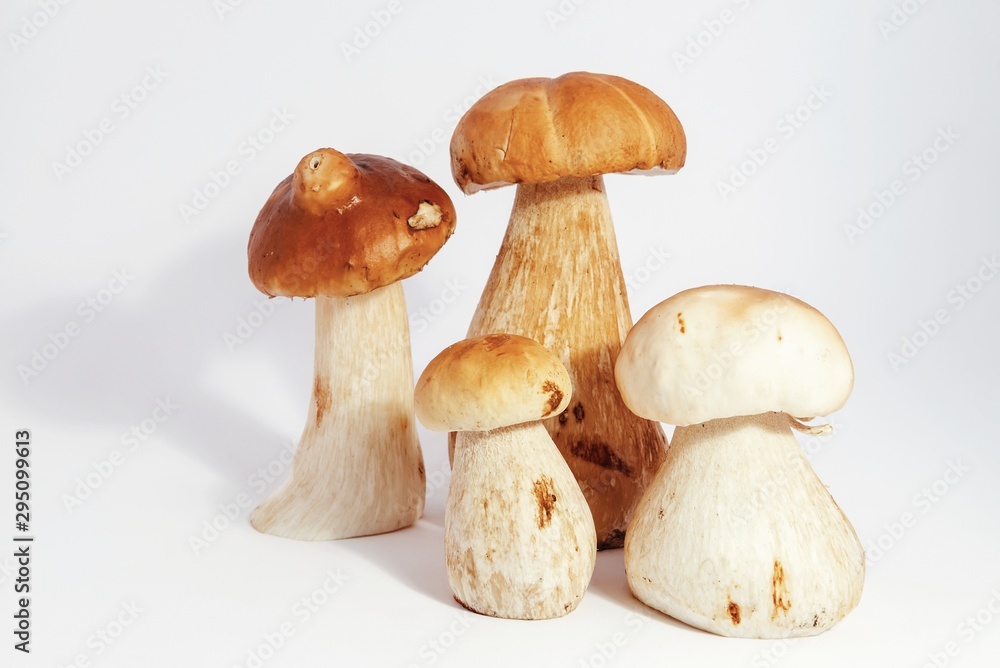 Boletus edulis king bolete isolated on white background close up porcini Boletus edulis king bolete isolated on white background close up porcini