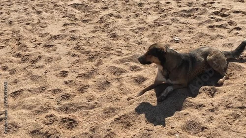 A cute dog lies on the sand, and then jumps up and runs into the distance along the beach.
