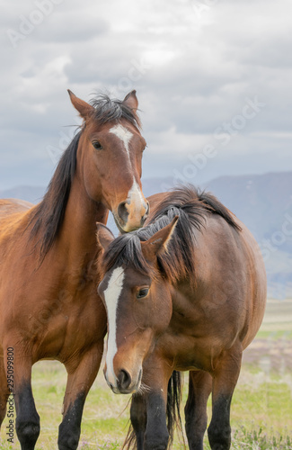 Beautiful Wild Horses i t he Utah Desert in Spring © natureguy