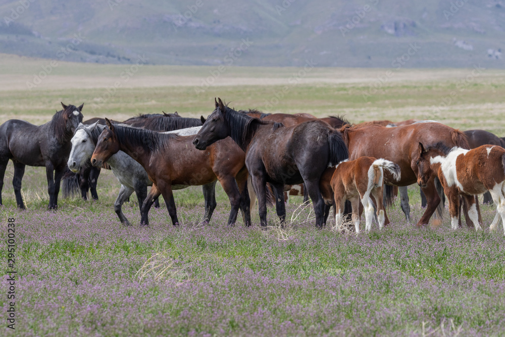 Beautiful Wild Horses i t he Utah Desert in Spring