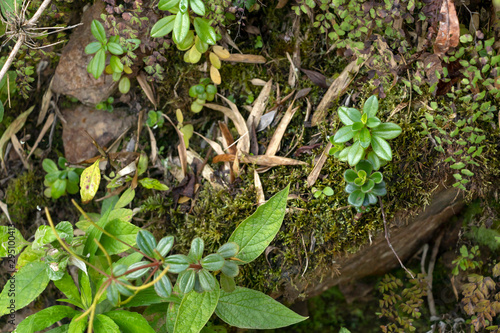 Canvas Print Green moss on the rainforest floor detail