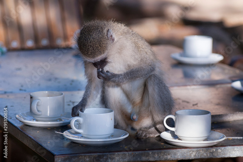 Vervet monkey,Kruger National Park,South Africa photo