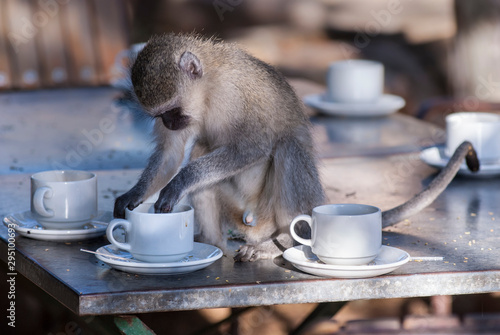 Fotografía Vervet monkey,Kruger National Park,South Africa