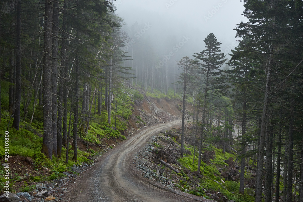 foggy forest foggy forest