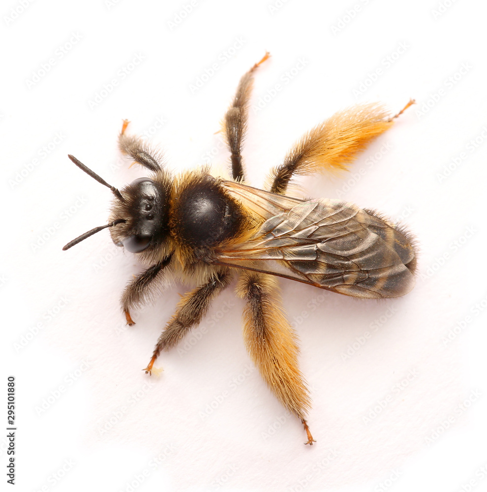 Macro Shots of bee on white background . Macro Shots of bee on white background .