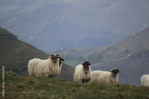 moutons Basques