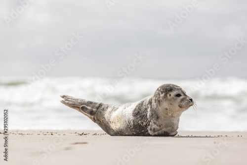 Junge Robbe am Strand