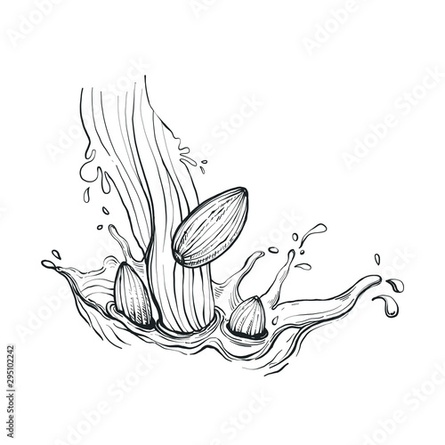 Illustration Hand drawn Almond milk splash with Almond seeds, monochrome ink style vector eps10.