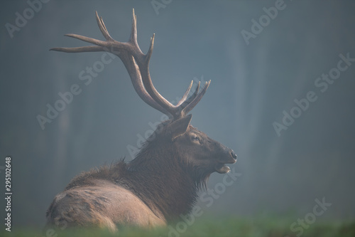 A Bull Elk laying in the mist.