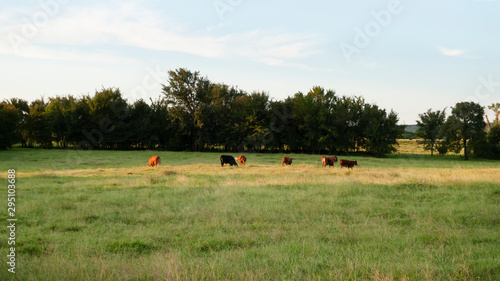 Cattle grazing in an agriculture setting