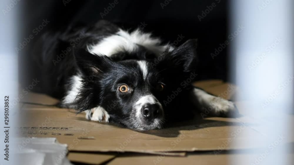 An imprisoned puppy dog looks hopefully between the bars of the cage. An imprisoned puppy dog looks hopefully between the bars of the cage.