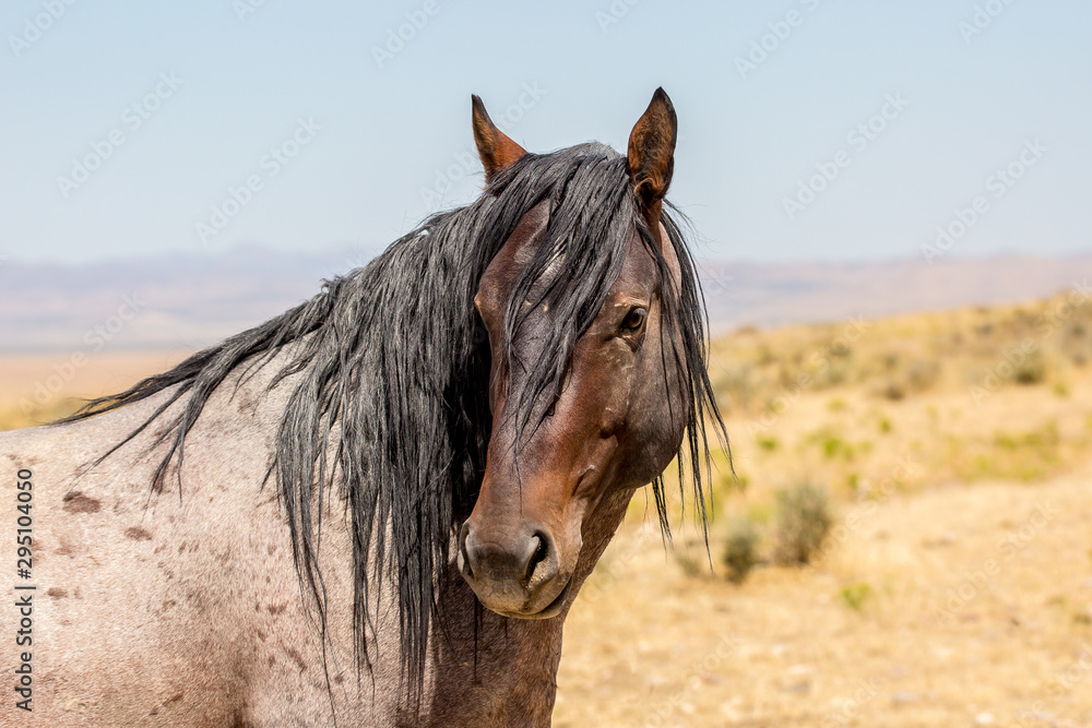 Obraz premium Wild Horses