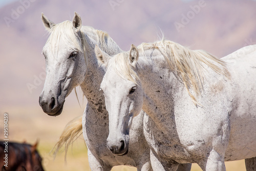 Wild Horses in the West Desert of Utah