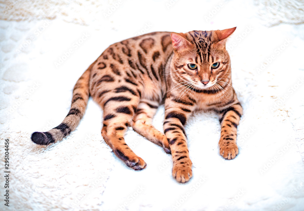 Beautiful stylish Bengal cat plays with toy mouse. Animal portrait. Bengal cat with soft selective focus. Collection of funny animals, moody capture. Foolish Funny Face, blur background Beautiful stylish Bengal cat plays with toy mouse. Animal portrait. Bengal cat with soft selective focus. Collection of funny animals, moody capture. Foolish Funny Face, blur background