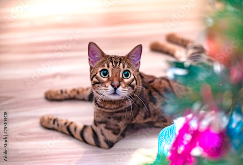 Beautiful stylish Bengal cat plays with toy mouse. Animal portrait. Bengal cat with soft selective focus. Collection of funny animals, moody capture. Foolish Funny Face, blur background © Elena