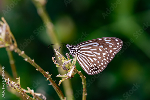 Blue Glassy Tiger Ideopsis vulgaris macrina © Francesco