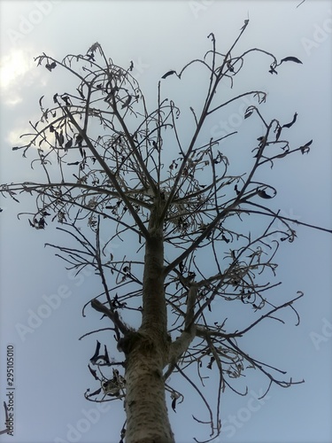 Фотография Autumn dominates all plants to redress them with new leaves.
