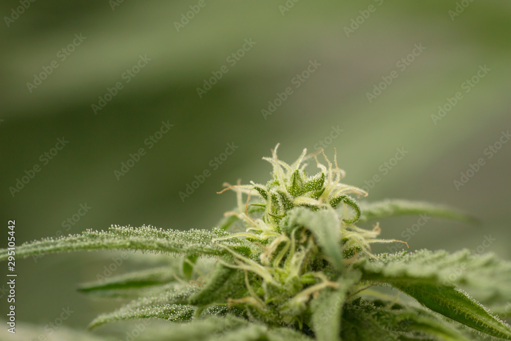 Detail of cannabis plant flower Detail of cannabis plant flower