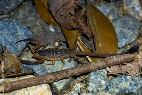 Arrowbreasted Scorpion Lychas scutilus photo