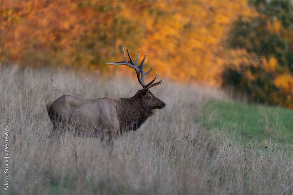 Fototapeta premium A Bull Elk with autumn landscape.