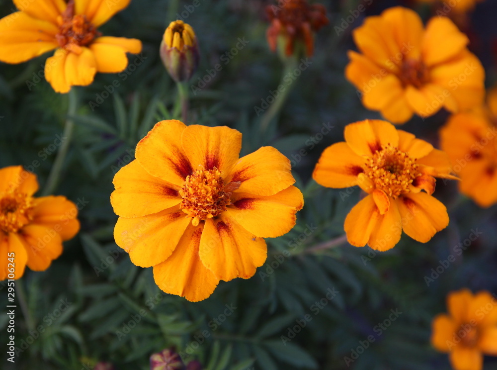 AUTUMN FLOWERS AUTUMN FLOWERS