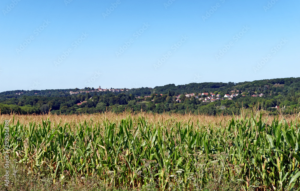 Corn fields and Jouars-Pontchartrain village in yvelines country