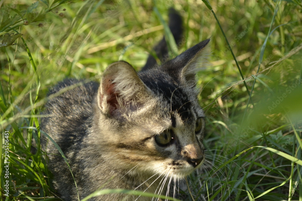 cat on grass cat on grass