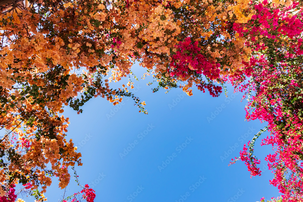 Blooming bougainvilleas flowers Blooming bougainvilleas flowers