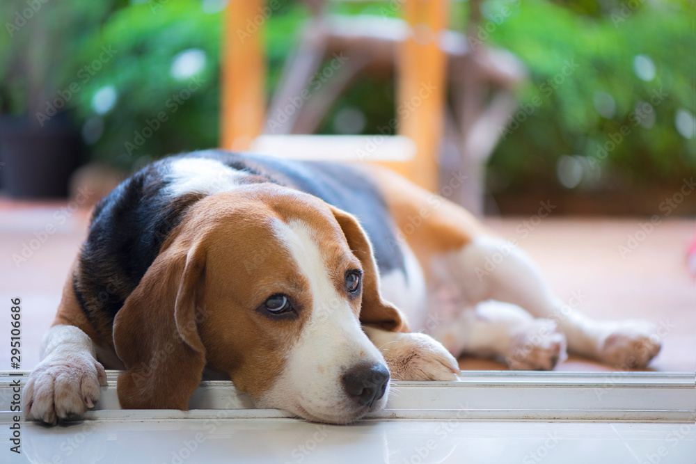 beagle dog looked sad and lonely