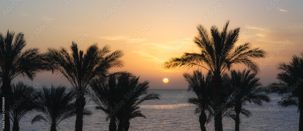 dawn the sun over the Red Sea and the silhouette of palm trees on the shore of Egypt in Sharm El Sheikh