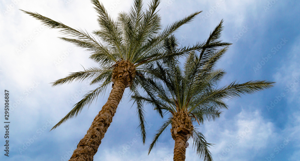 background of tall palm trees in egypt background of tall palm trees in egypt