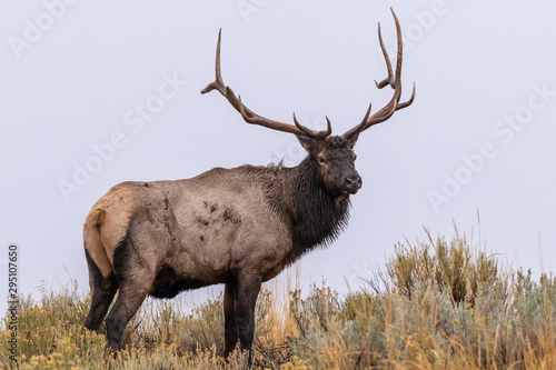 Elk on hill © Penny Hegyi