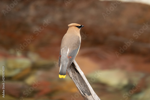 Cedar Waxwing - Masked Bird