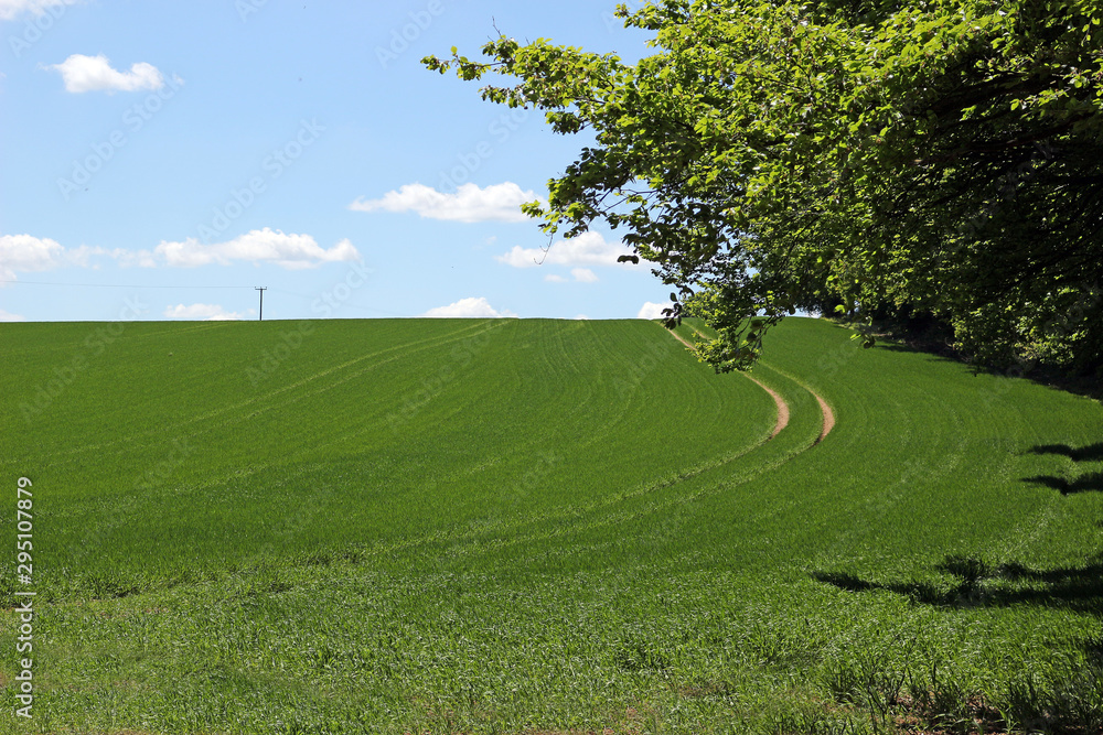 A green field with blue sky