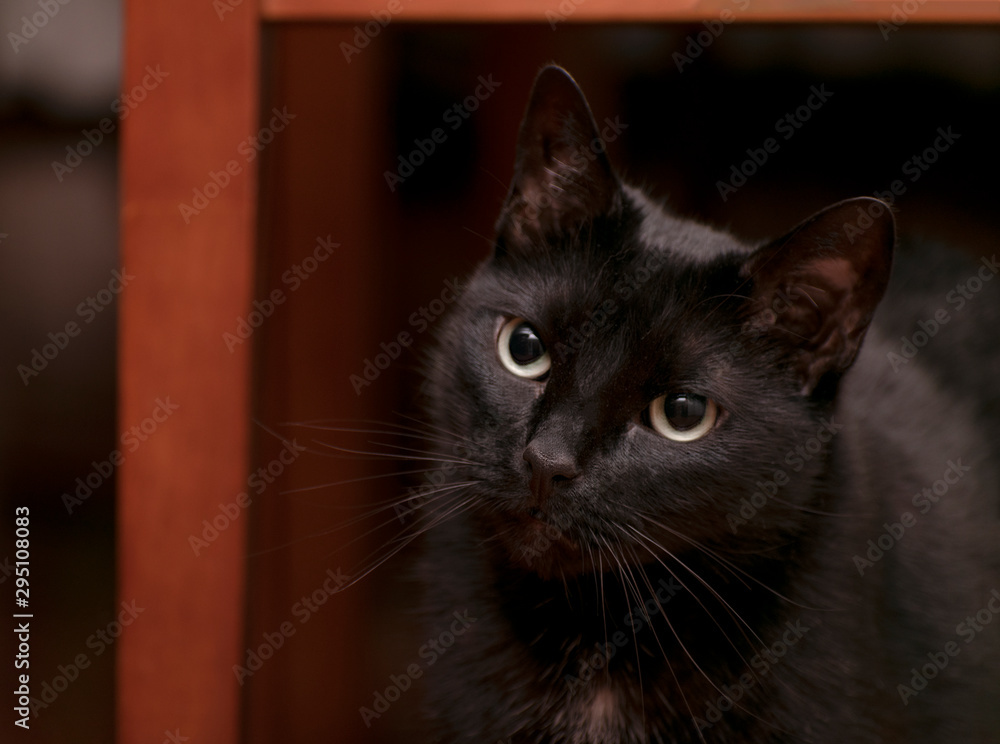 Domestic cat portrait at home