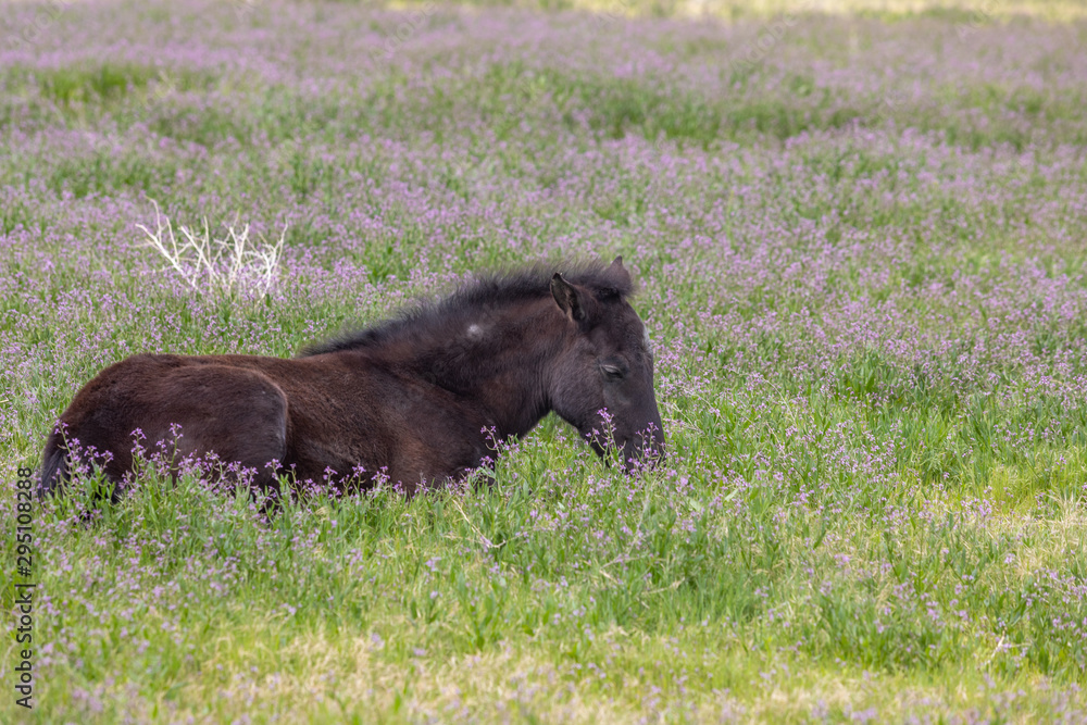 Fototapeta premium Cute Wild Horse Foal in the Utah Desert